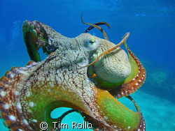 Octopus swimming from one coral head to another. He stopp... by Tim Rollo 